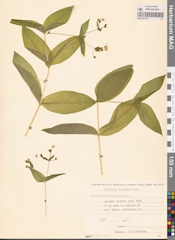 MAG 0013161
