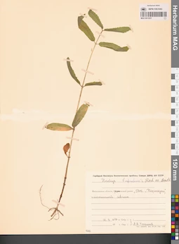 MAG 0013227
