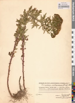 MAG 0013354