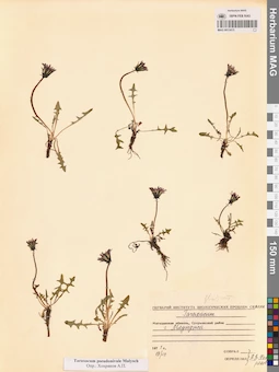 MAG 0013415
