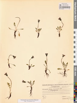 MAG 0013416