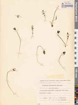 MAG 0013420