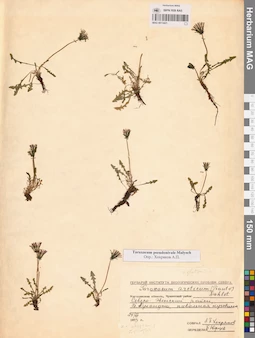 MAG 0013421