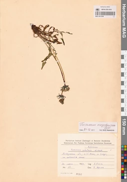 MAG 0014306