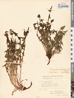 MAG 0014307