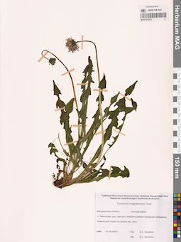 MAG 0014316