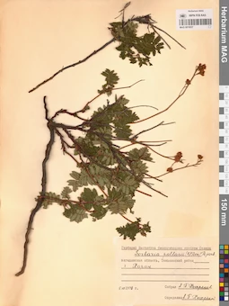 MAG 0015037