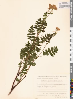 MAG 0015039