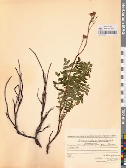 MAG 0015041
