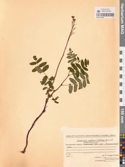 MAG 0015042