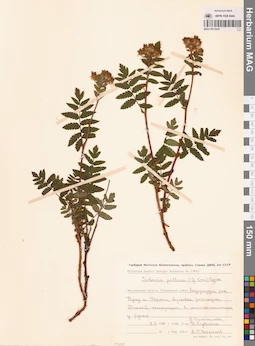 MAG 0015045