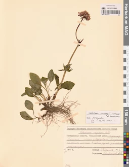 MAG 0015127