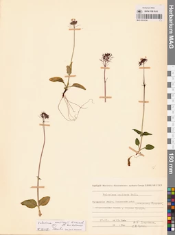 MAG 0015128