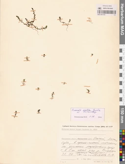 MAG 0015145