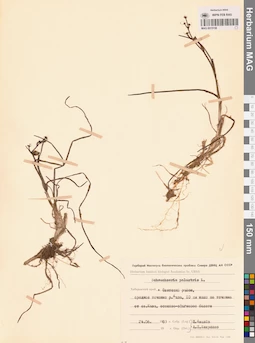 MAG 0015158