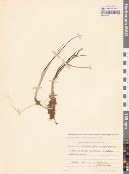 MAG 0015159