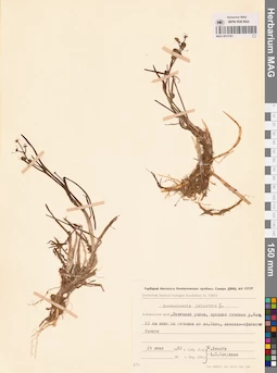 MAG 0015161
