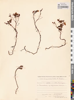 MAG 0015200