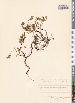 MAG 0015204