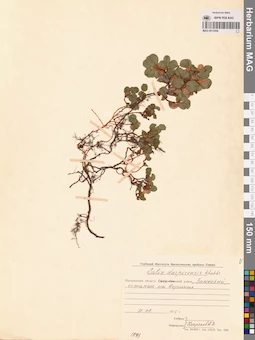 MAG 0015206