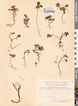 MAG 0015207