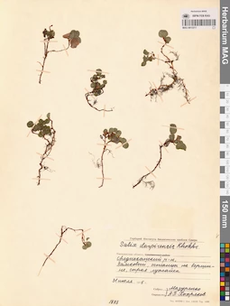 MAG 0015211