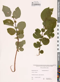 MAG 0015214