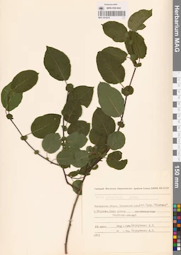 MAG 0015216