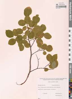 MAG 0015222