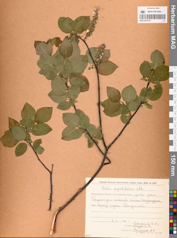 MAG 0015225