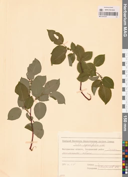 MAG 0015227