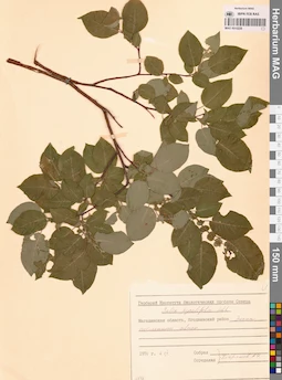 MAG 0015228