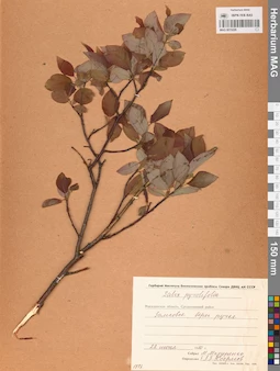 MAG 0015229