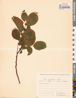 MAG 0015234