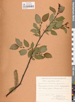 MAG 0015237