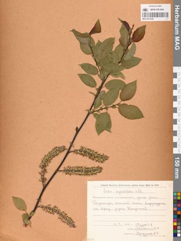 MAG 0015238