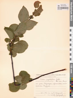 MAG 0015241
