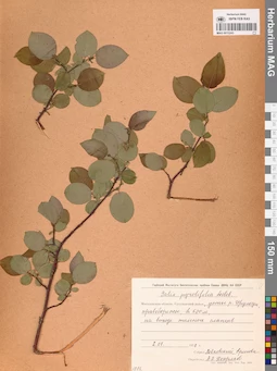 MAG 0015243