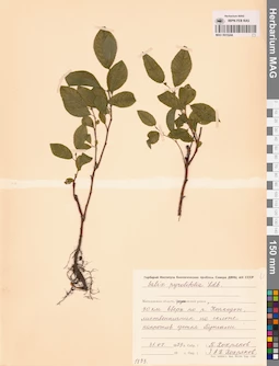 MAG 0015244