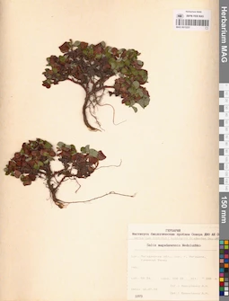 MAG 0015257