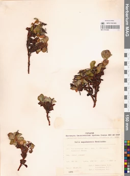 MAG 0015260