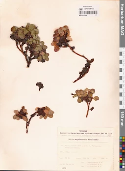 MAG 0015264