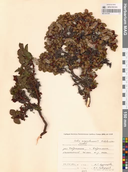 MAG 0015266