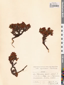 MAG 0015272
