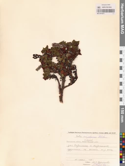 MAG 0015273