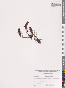 MAG 0014356