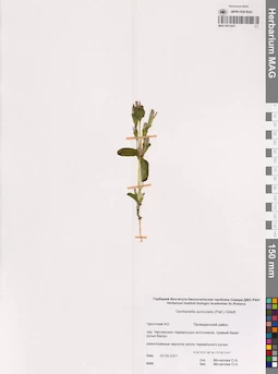 MAG 0015427