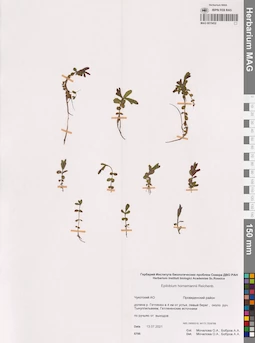 MAG 0015432