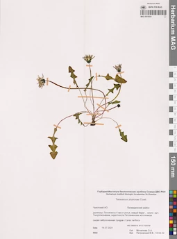 MAG 0015434