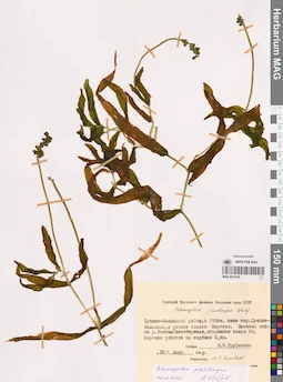 MAG 0015435